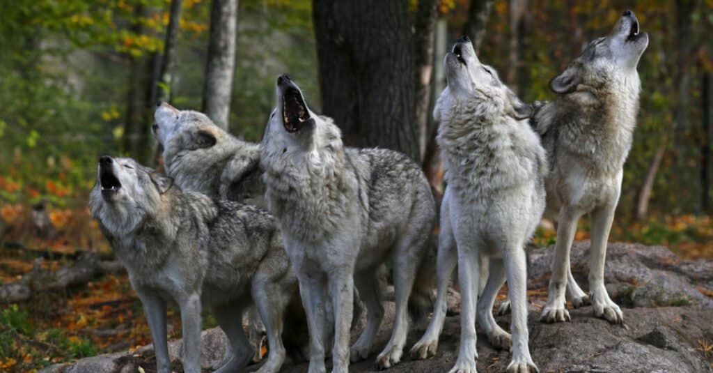 branco di lupi che ulula nel bosco