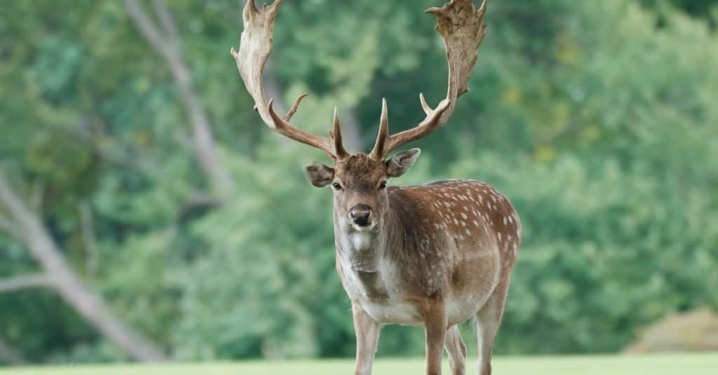 Daino nel suo habitat naturale in Danimarca.