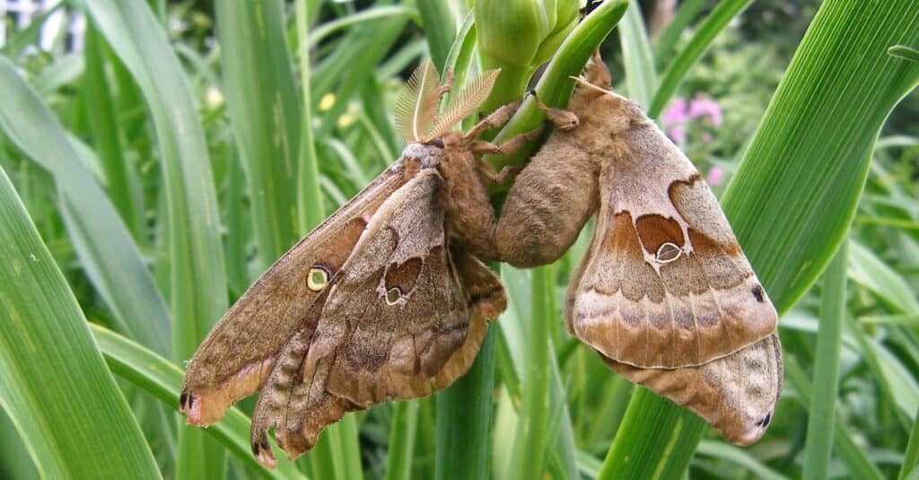 Due falene Polifemo accoppiate in un giardino.