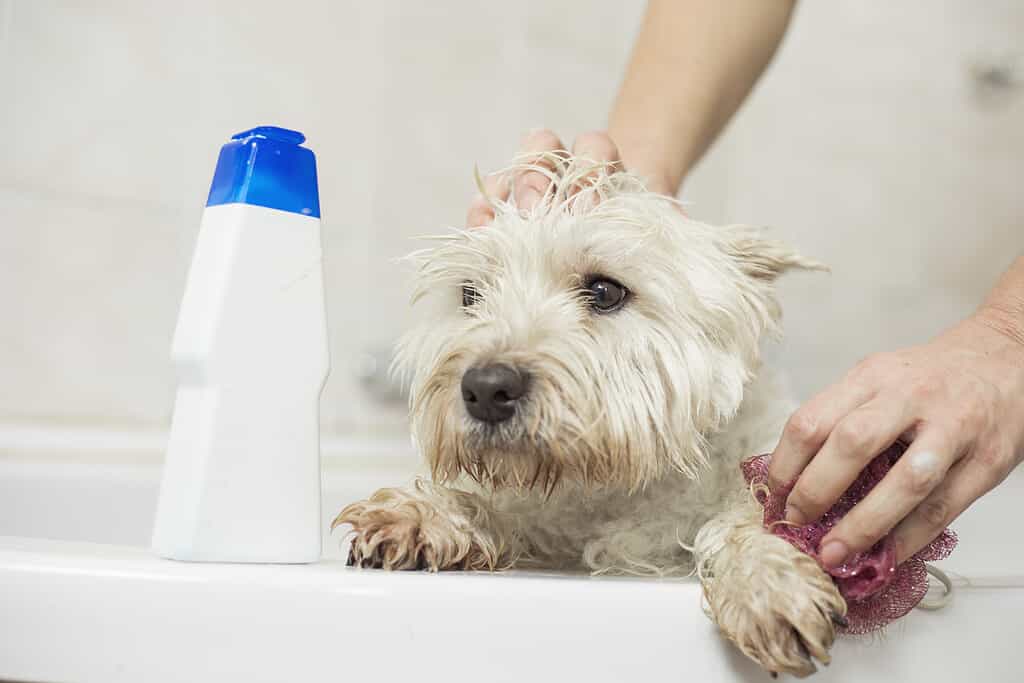 Bagno per cani