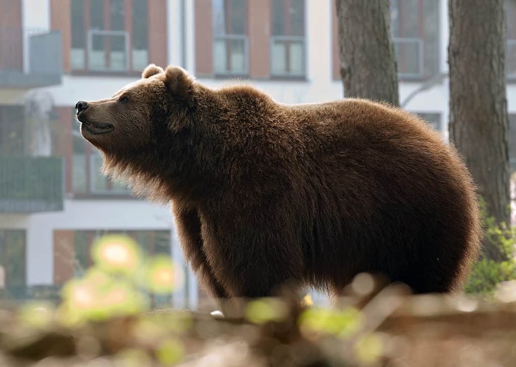 Orso in città