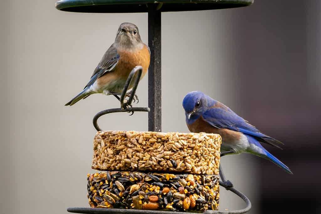Bluebird occidentale maschio e femmina sull'alimentatore