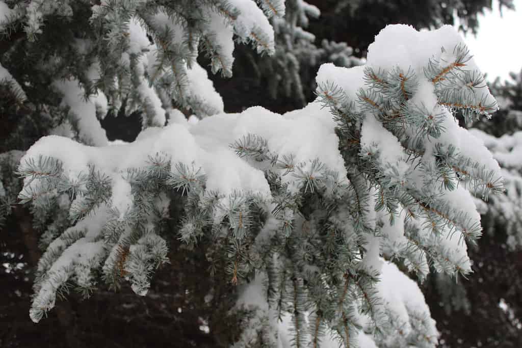 Primo piano di rami di abete rosso Engelmann coperti di neve.