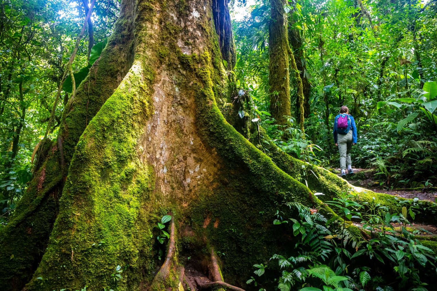 una ragazza con lo zaino in spalla cammina attraverso la fitta giungla nella foresta nebbiosa di Monteverde, Costa Rica;  camminare attraverso la fiaba, la magica foresta pluviale tropicale;  natura selvaggia del Costa Rica	