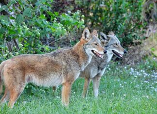 Una coppia di coyote