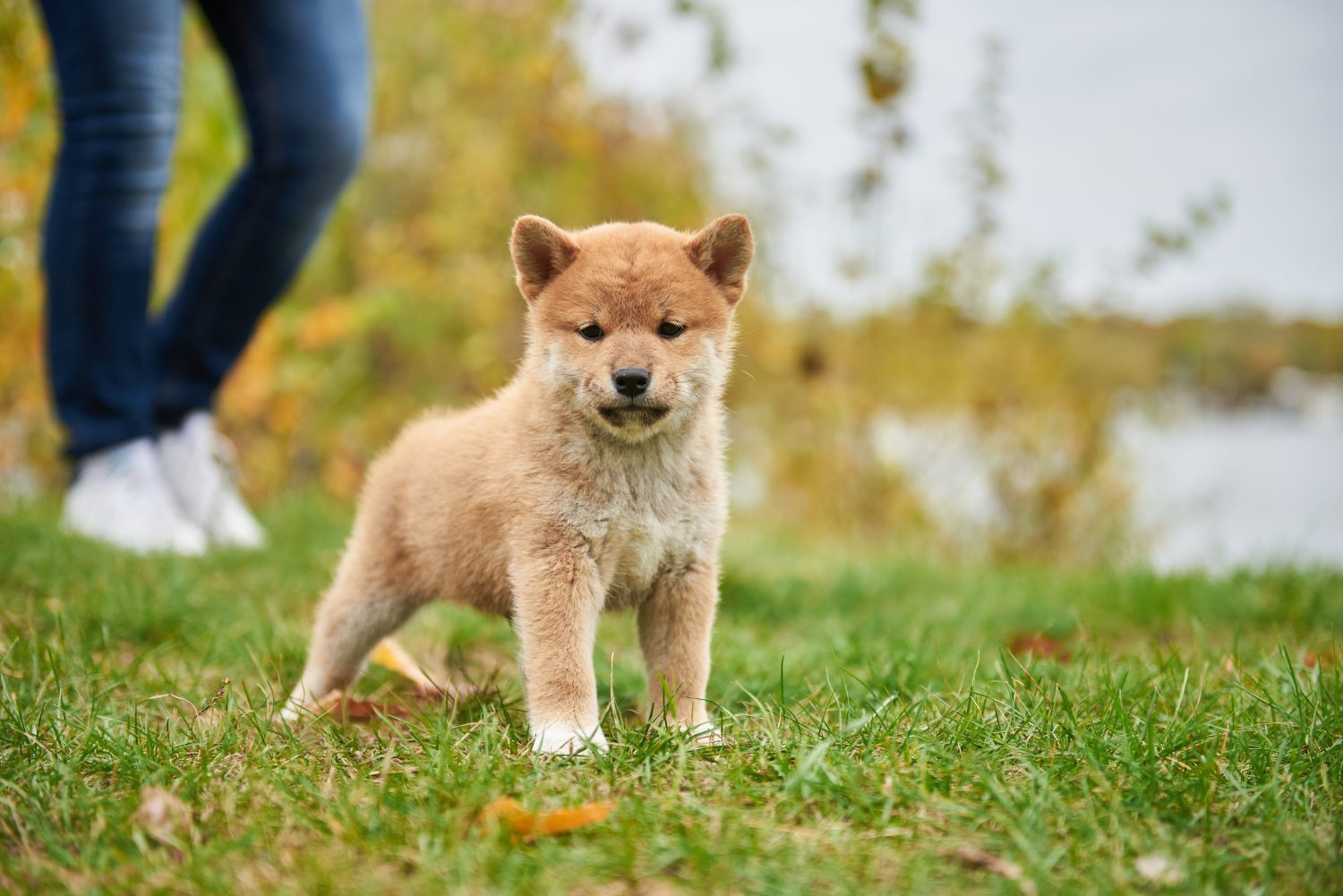 Ritratto del primo piano di un cucciolo di Shiba Inu