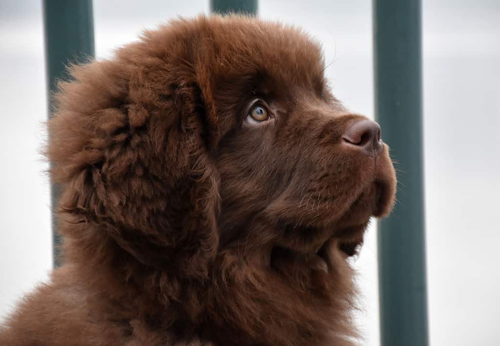 Adorabile cucciolo di cane Terranova marrone