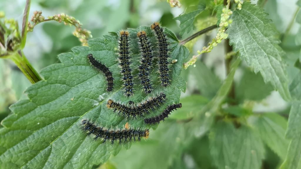 il bruco della farfalla pavone sta mangiando la pianta