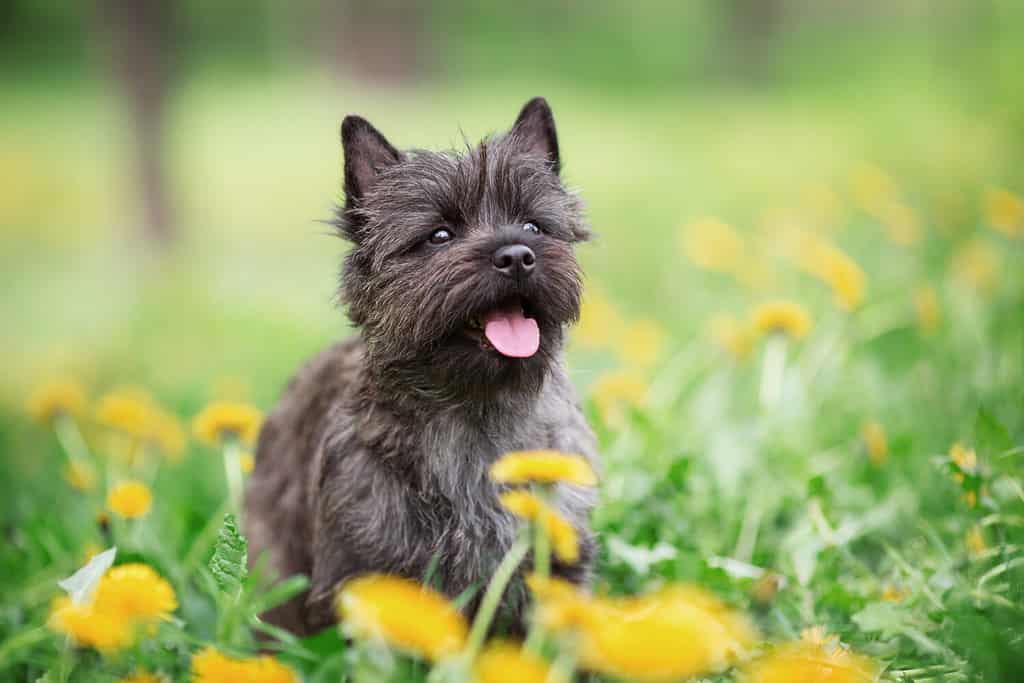 Durata della vita del Cairn Terrier