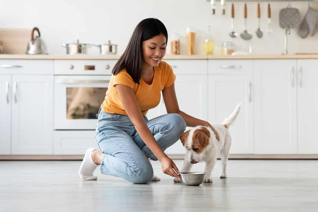 Amare la giovane donna asiatica che accarezza e dà da mangiare al suo simpatico cucciolo di jack russel terrier a pelo lungo, interno della cucina, vista laterale, spazio per la copia.  Alimentazione degli animali domestici, alimenti sani e nutritivi per cani e cuccioli