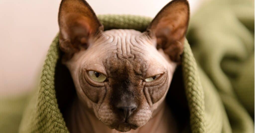 Gatto Sphynx avvolto in una coperta