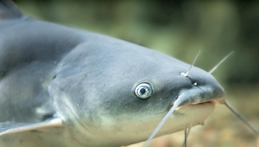 Pesce gatto azzurro (Ictalurus furcatus)