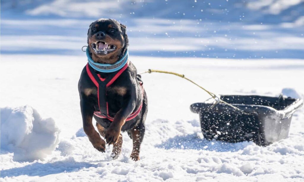 Rottweiler tedesco - Nella neve
