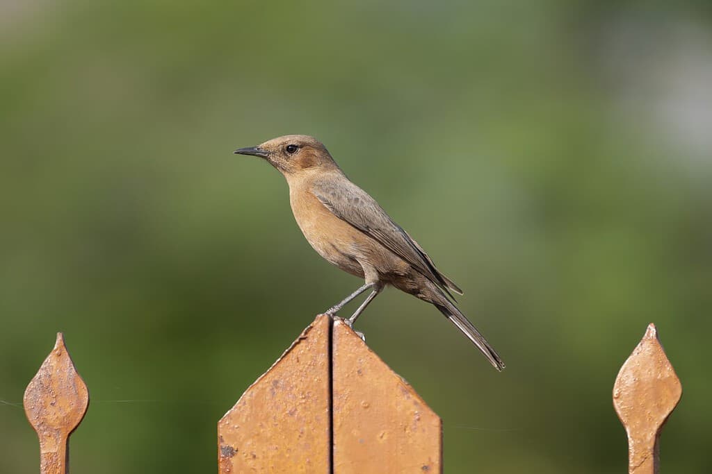 Chat di roccia marrone, chat indiana - Oenanthe fusca su recinzione su sfondo verde.  Foto dal forte di Ranthambore nel Rajasthan, India.