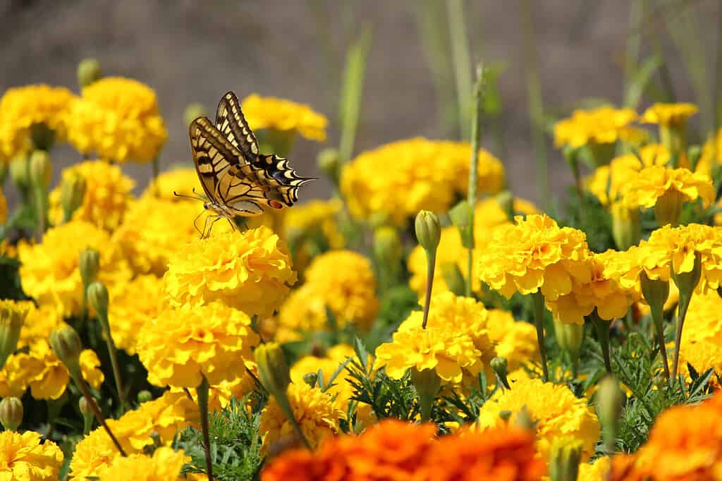 Farfalla gialla e nera sul fiore del garofano giallo