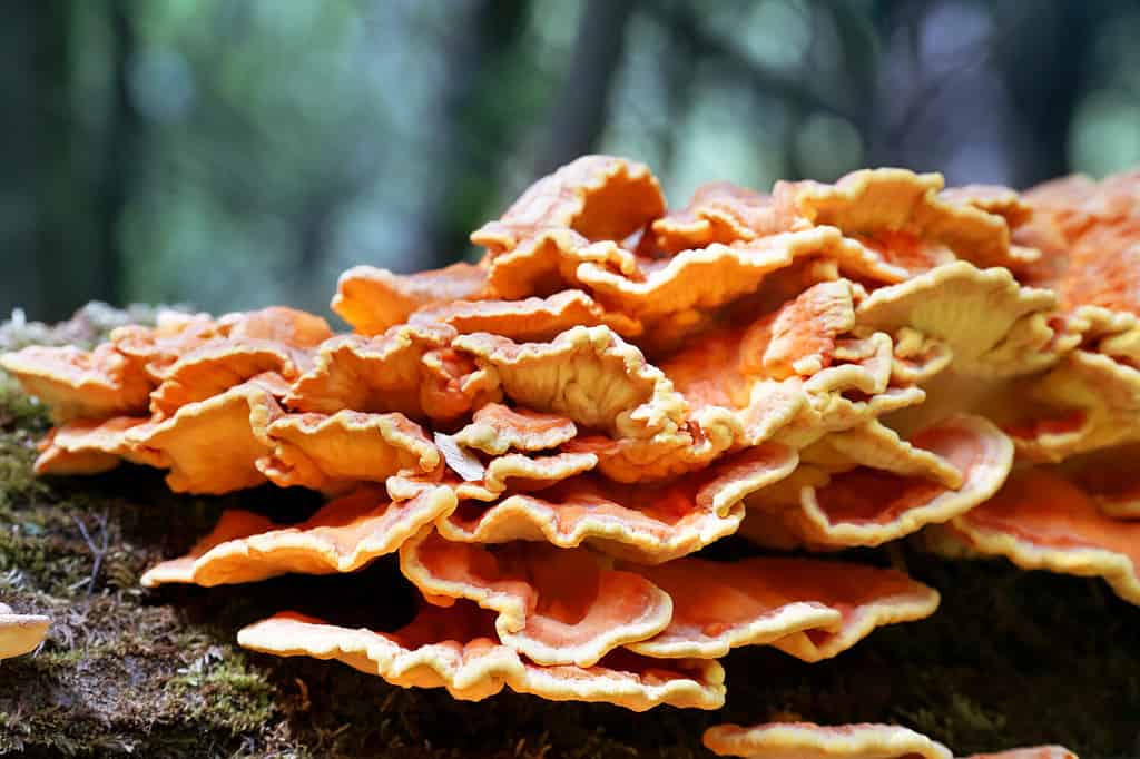 Laetiporus sulphureus, granchio dei boschi, poliporo di zolfo, scaffale di zolfo o pollo dei boschi.  Primo piano dei funghi su un albero caduto nella foresta.  Messa a fuoco selettiva morbida.