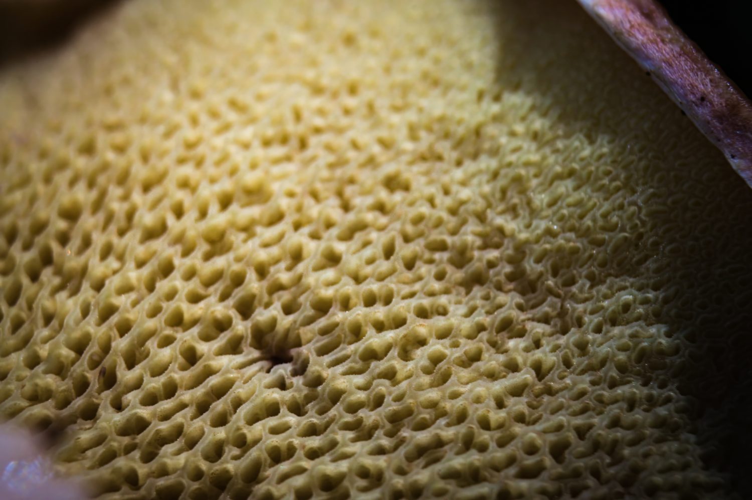 i funghi hanno pori invece di branchie.  Come le branchie, i pori producono spore, ma appaiono come piccoli fori spugnosi invece che come lame sottili. 