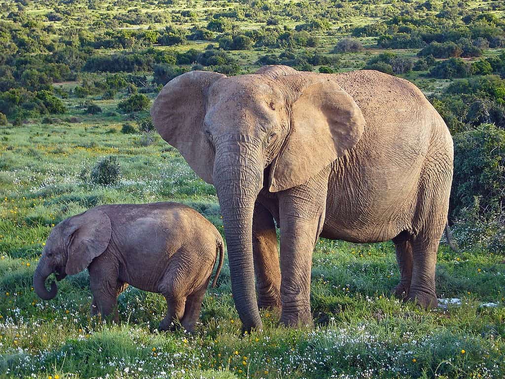 Elefante africano nel Parco Nazionale di Addo, Sud Africa