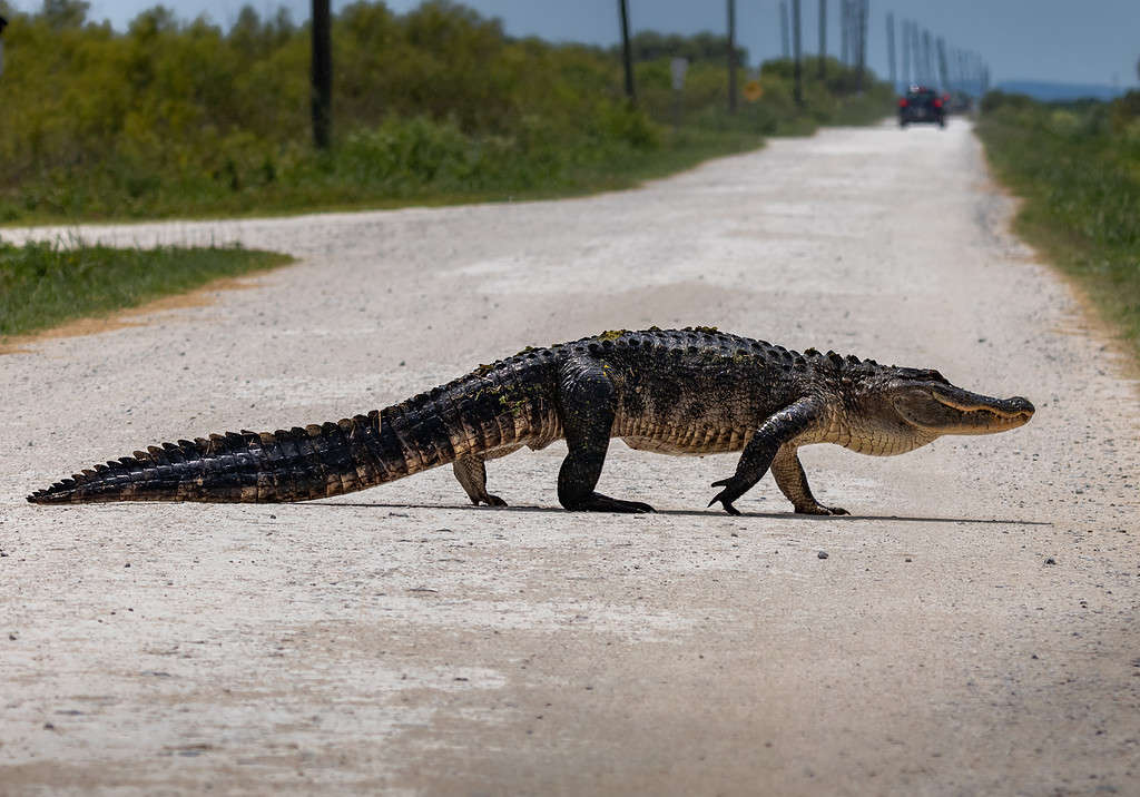 Fauna selvatica delle aree urbane della Florida Alligatori americani