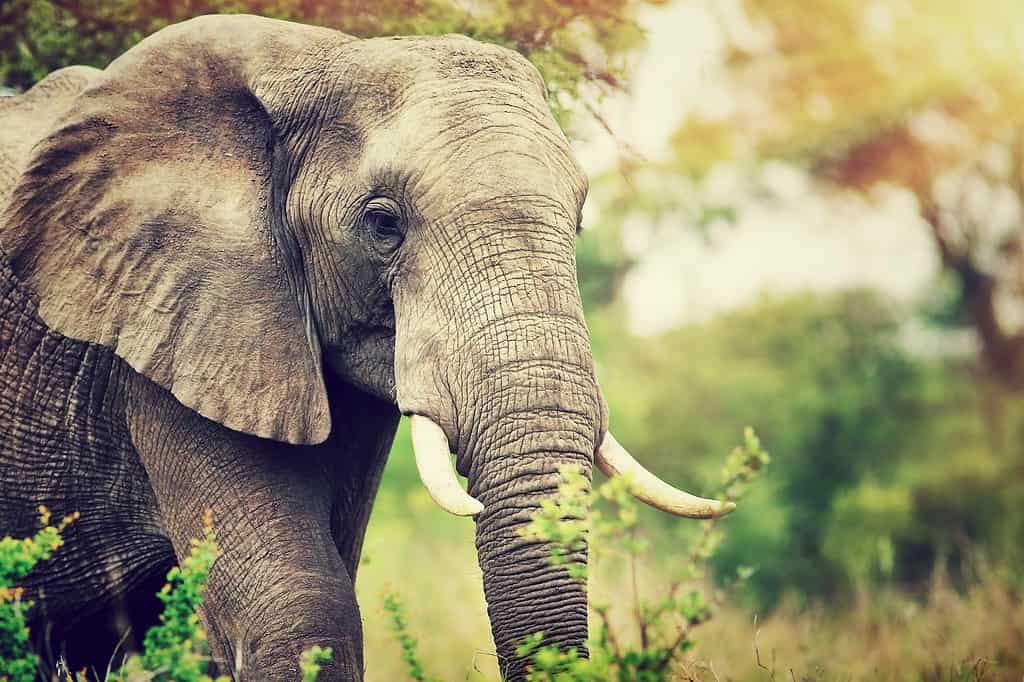Ritratto di elefante selvaggio