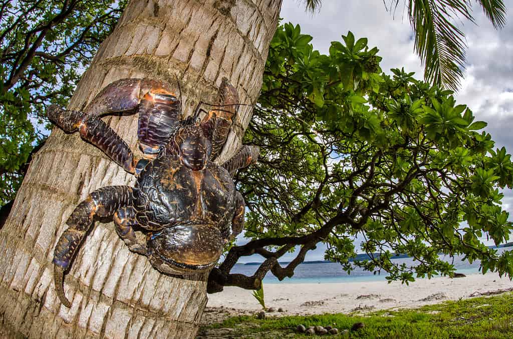 Granchio del cocco sull'isola di Eueiki a Tonga