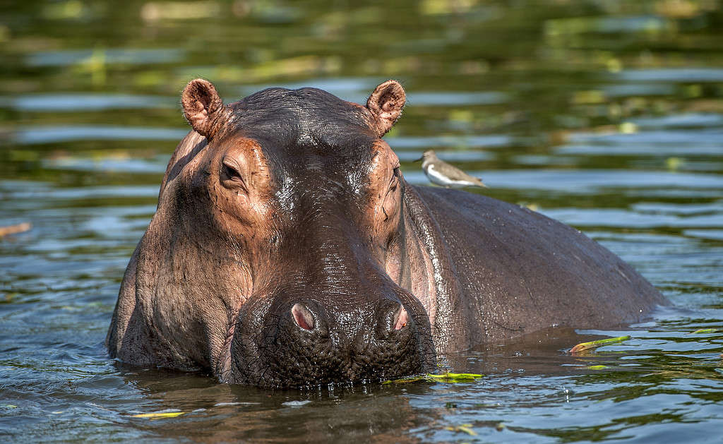 Un ippopotamo immerso nell'acqua, di cui sono visibili solo gli occhi e le narici