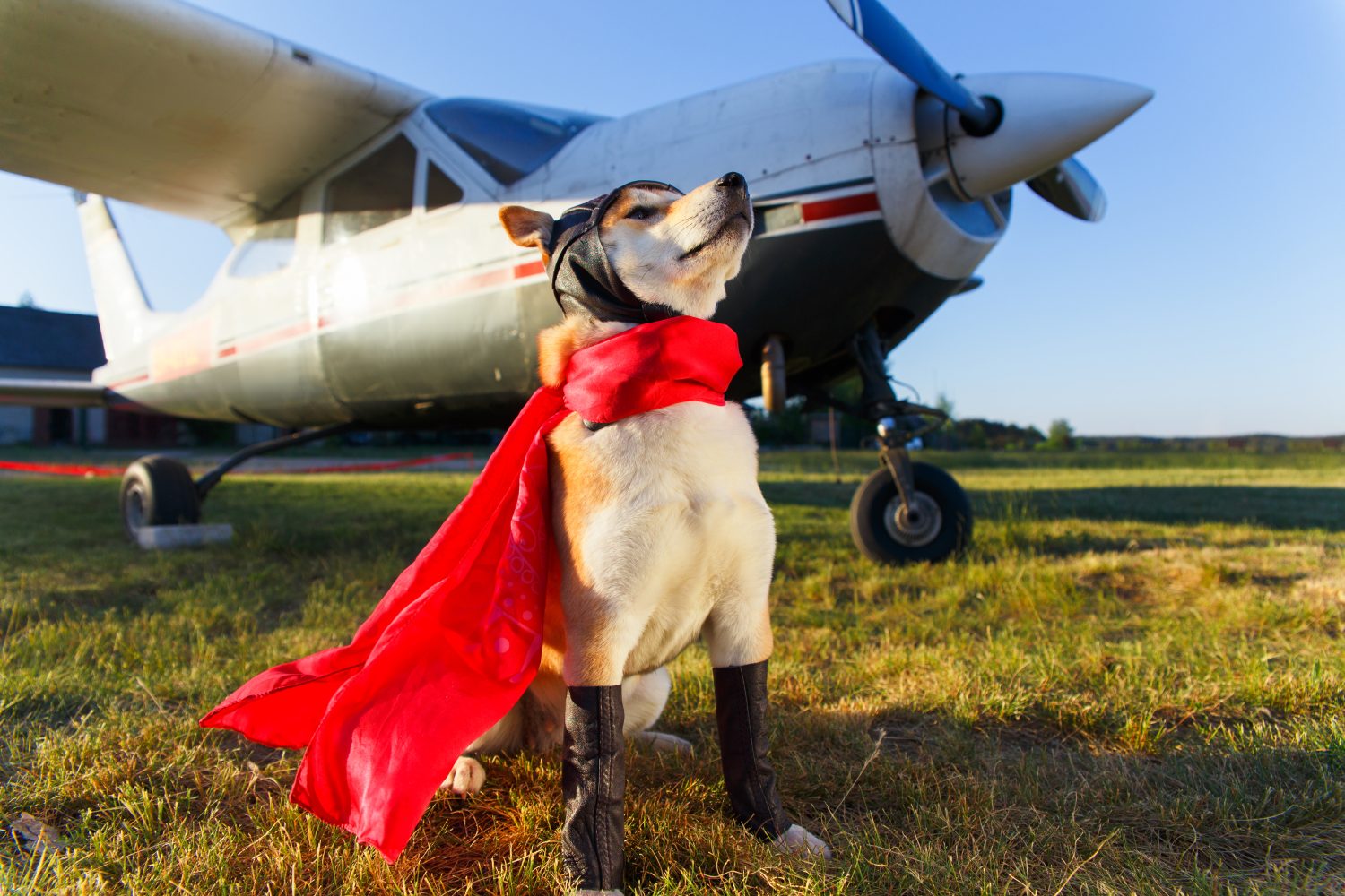 Foto divertente del cane Akita Inu in tuta da pilota all'aeroporto