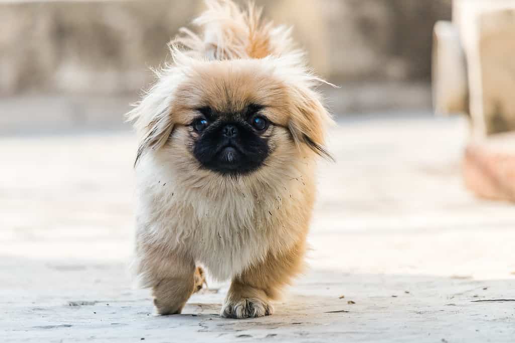 Cane pechinese o leone che cammina