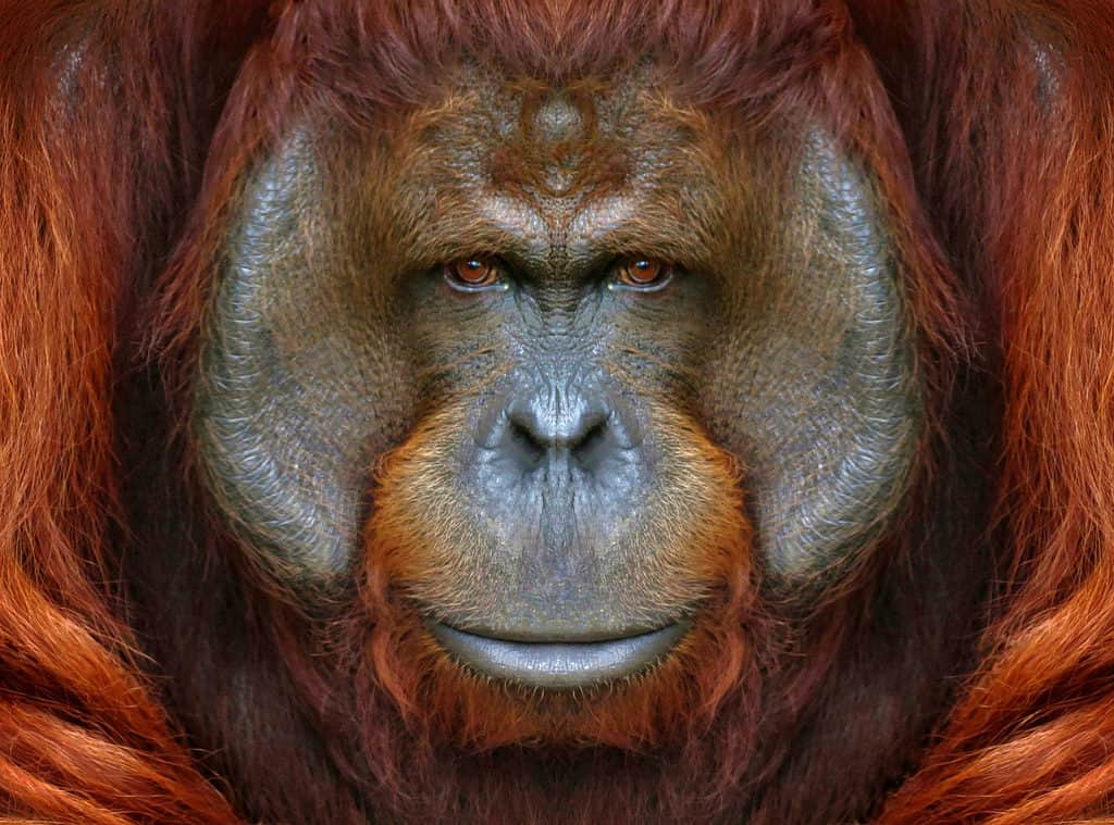 Primo piano dell'orango