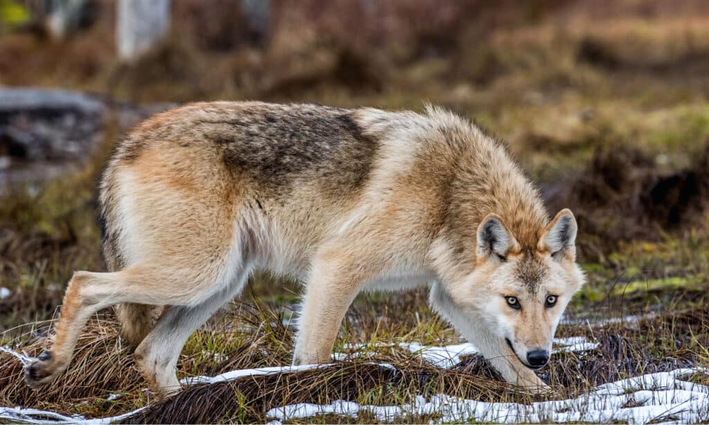 Caccia al lupo eurasiatico