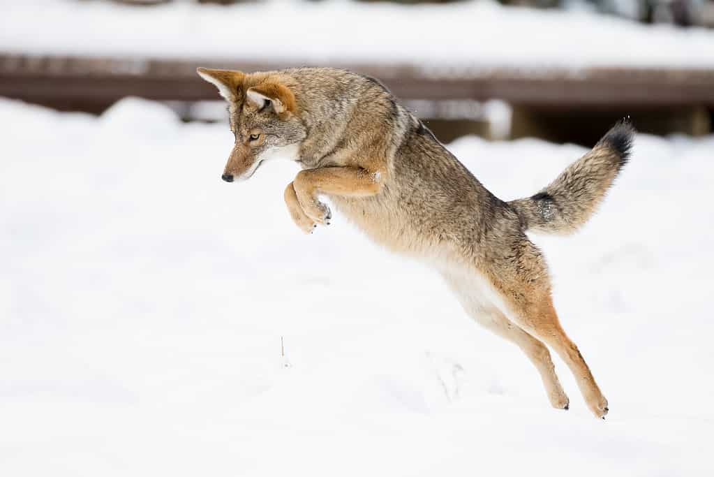 Guarda come questo gioco di golf viene bloccato da un coyote che attacca un cervo
