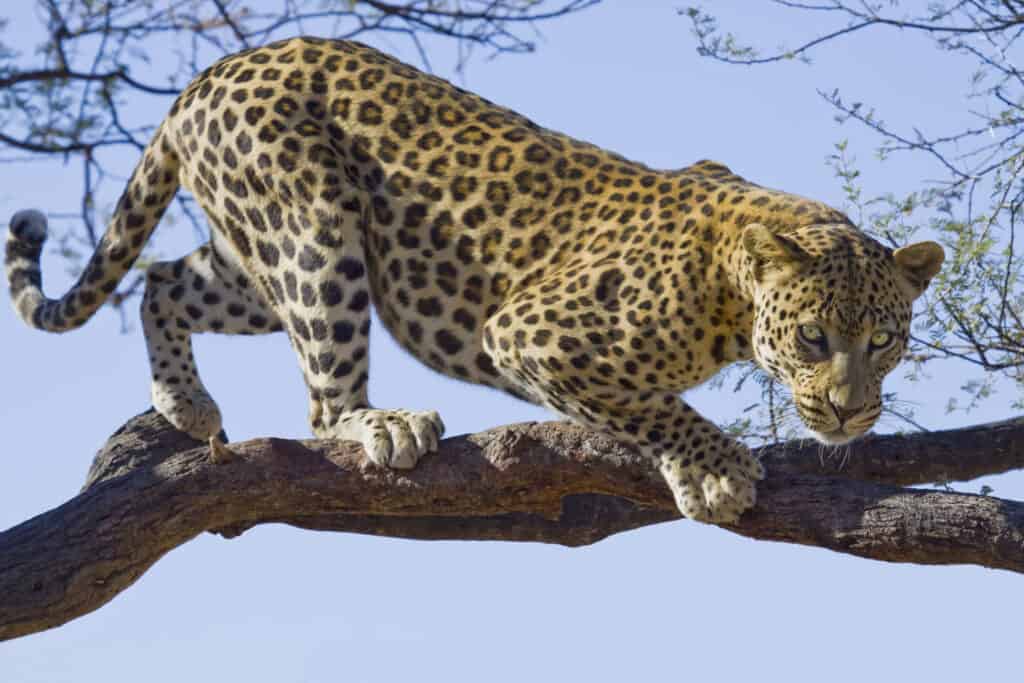 leopardo