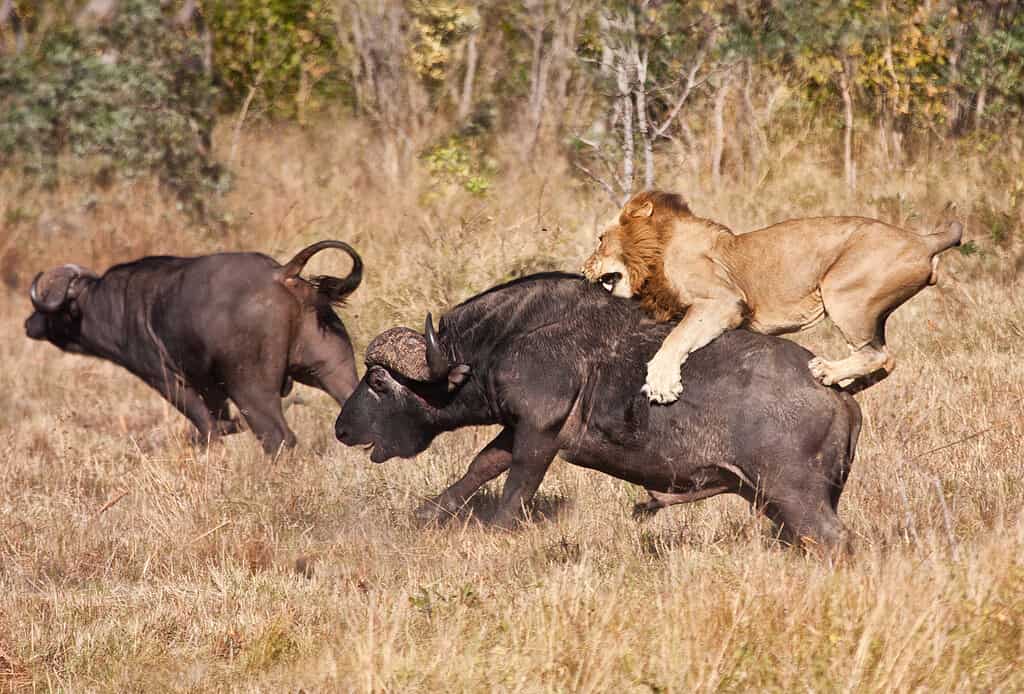 Il leone maschio attacca un enorme bufalo mentre cavalca sulla sua schiena