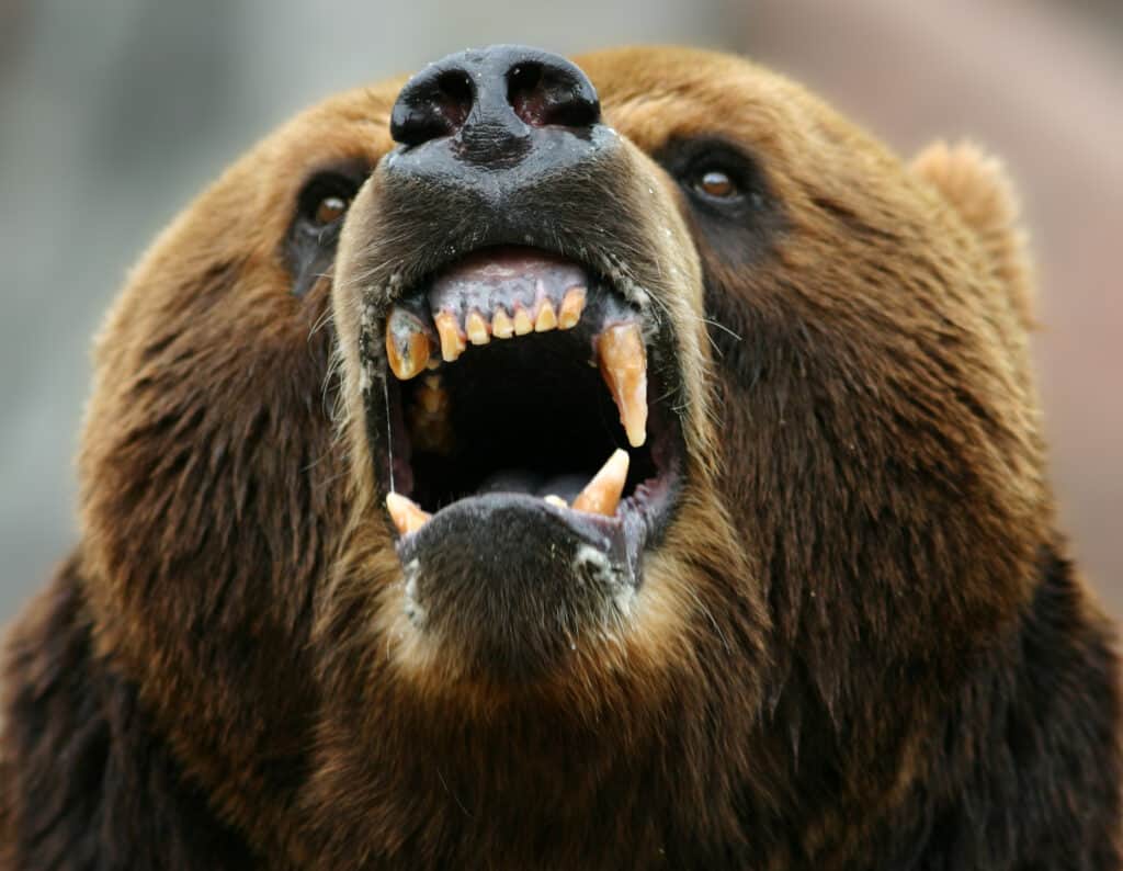 Orso bruno che mostra i denti