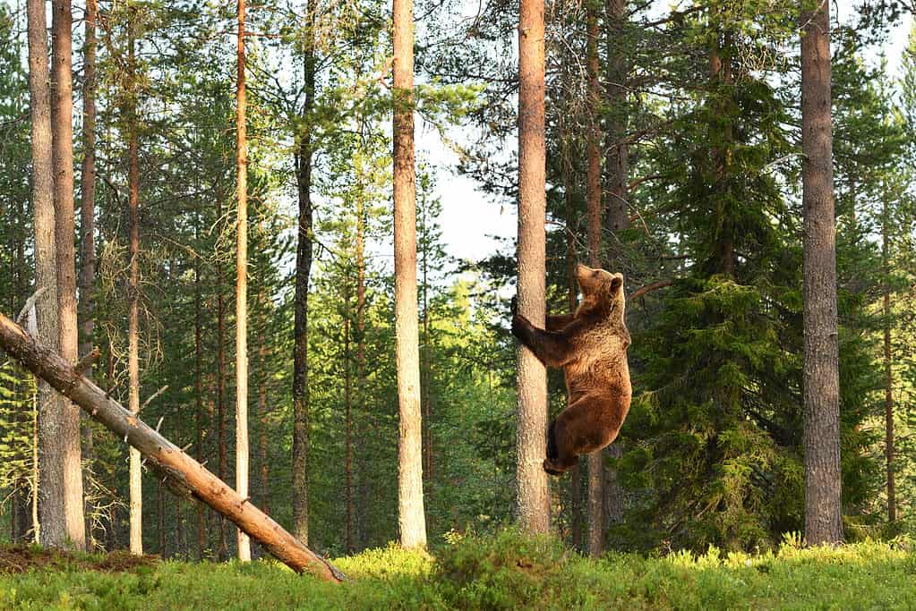 Contrariamente alla credenza popolare, gli orsi grizzly possono arrampicarsi sugli alberi.