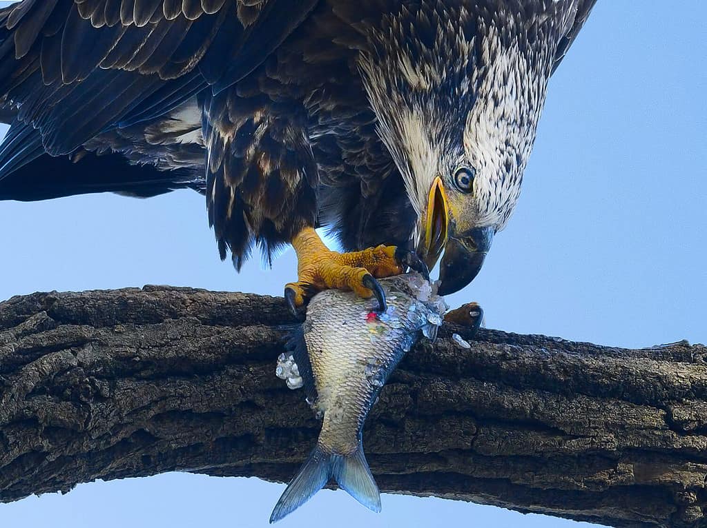 Aquila calva sull'albero che mangia pesce