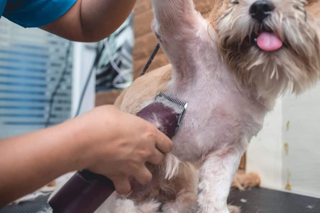 Un toelettatore rade l'ascella di un cane shih tzu rilassato.  Utilizzando un trimmer elettrico professionale.  Tipico servizio di toelettatura per animali domestici.