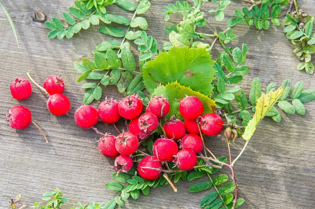 fiori e piante che rappresentano il toro