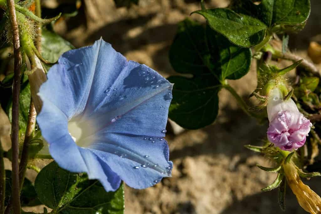 fiori e piante che rappresentano la vergine