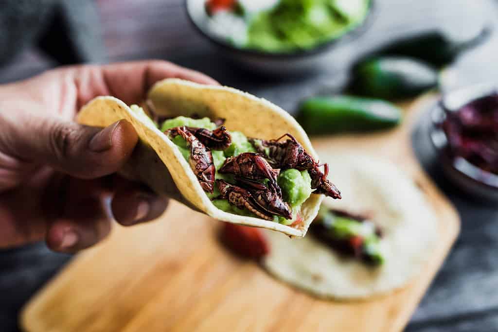 Mano che tiene tacos de chapulines o grasshopper taco tradizionale nella cucina messicana con salsa guacamole fatta in casa a Oaxaca Messico