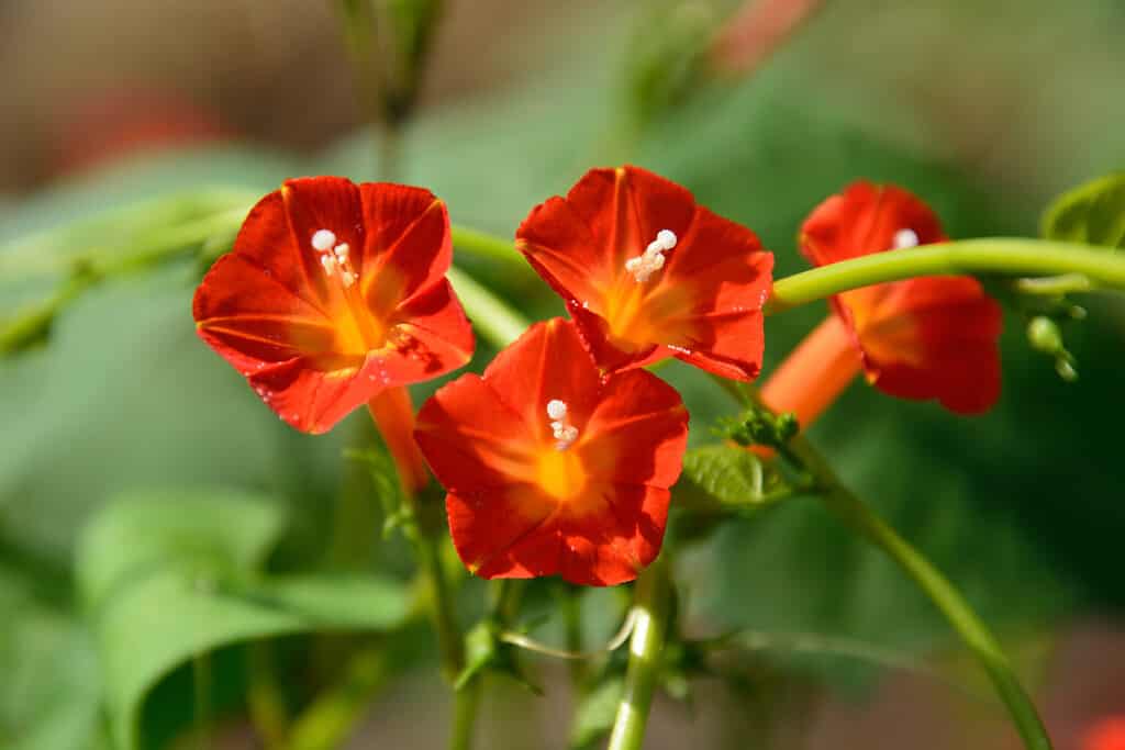 fiori e piante che rappresentano la Bilancia