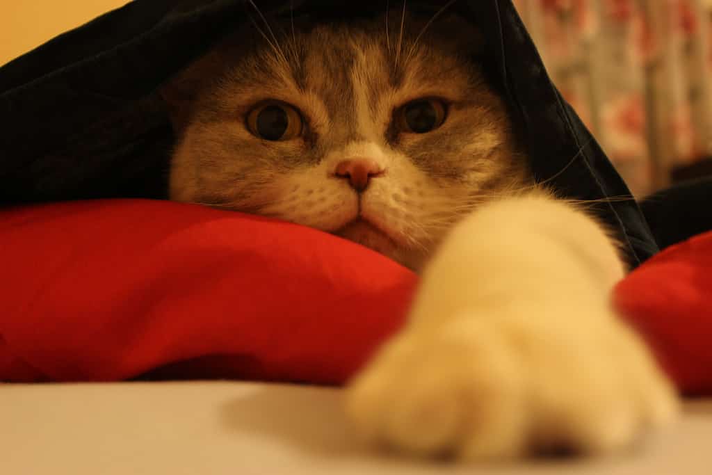 Il gatto Jedi