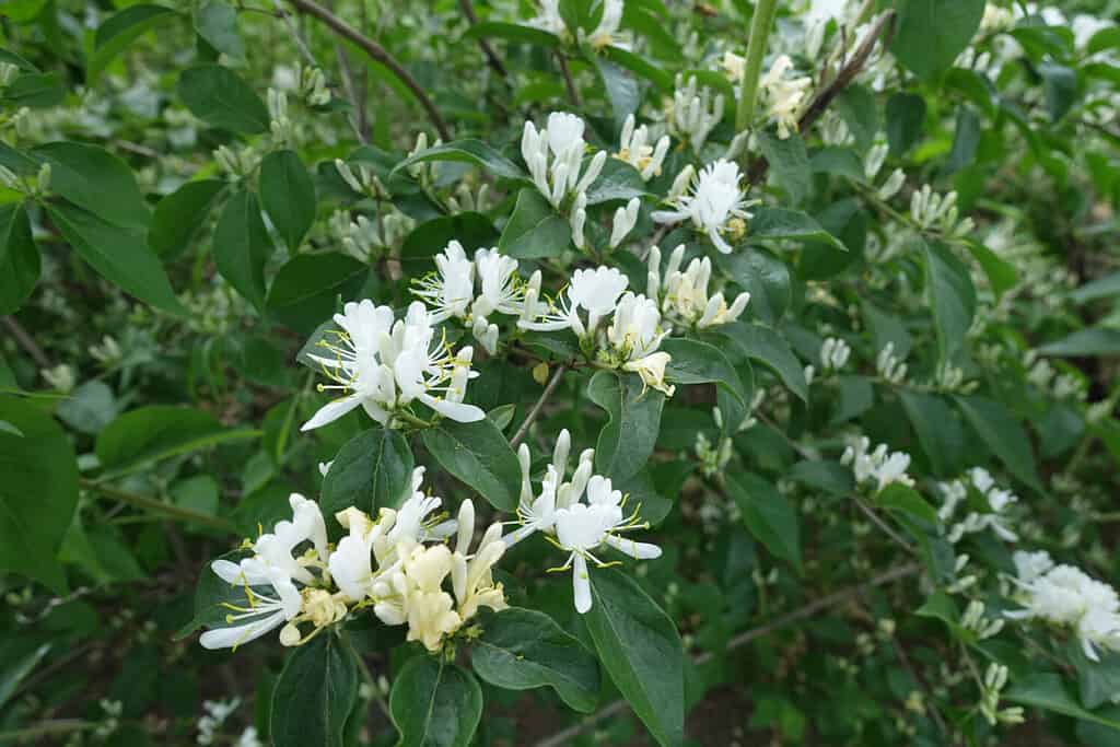 fiori e piante che rappresentano il cancro