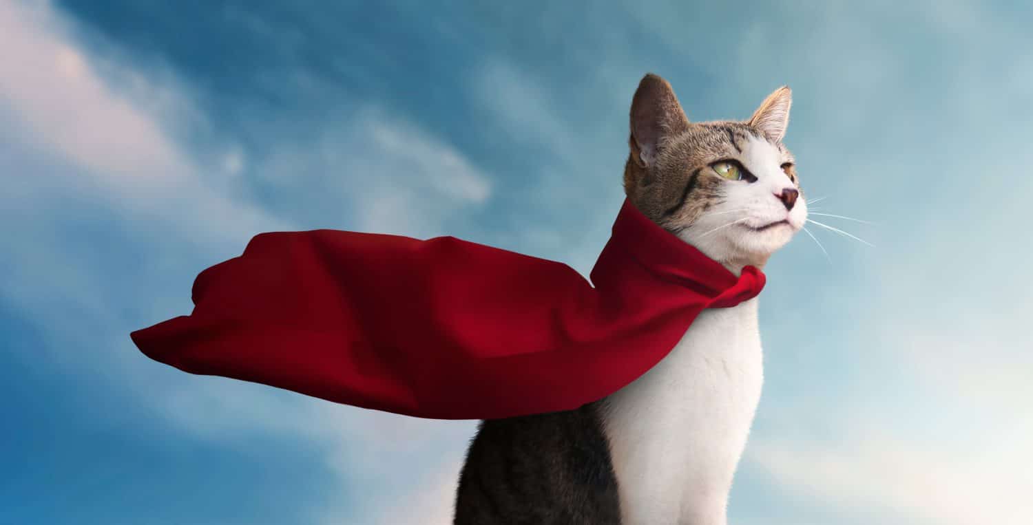 simpatico gatto supereroe con il suo mantello rosso che guarda l'orizzonte - sfondo azzurro del cielo