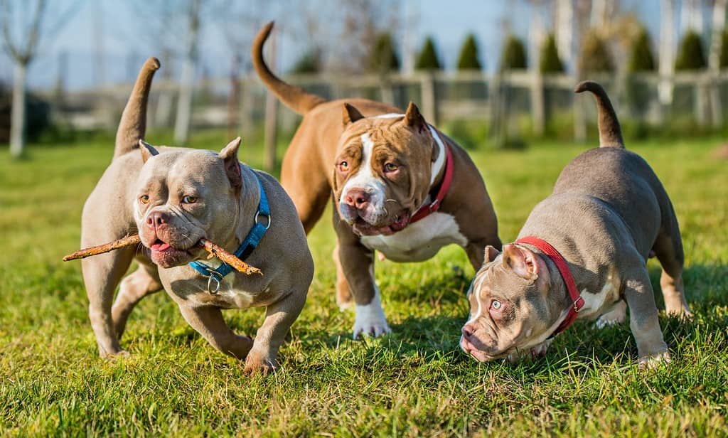Tre cani American Bully color cioccolato stanno camminando