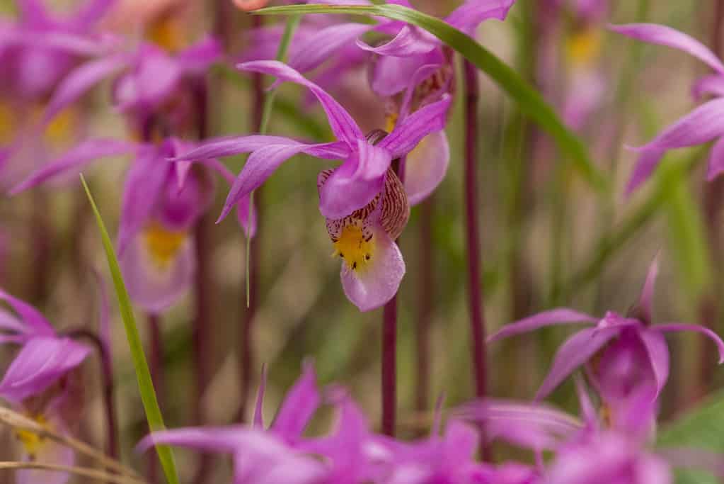 Orchidee rosa della pantofola di fata