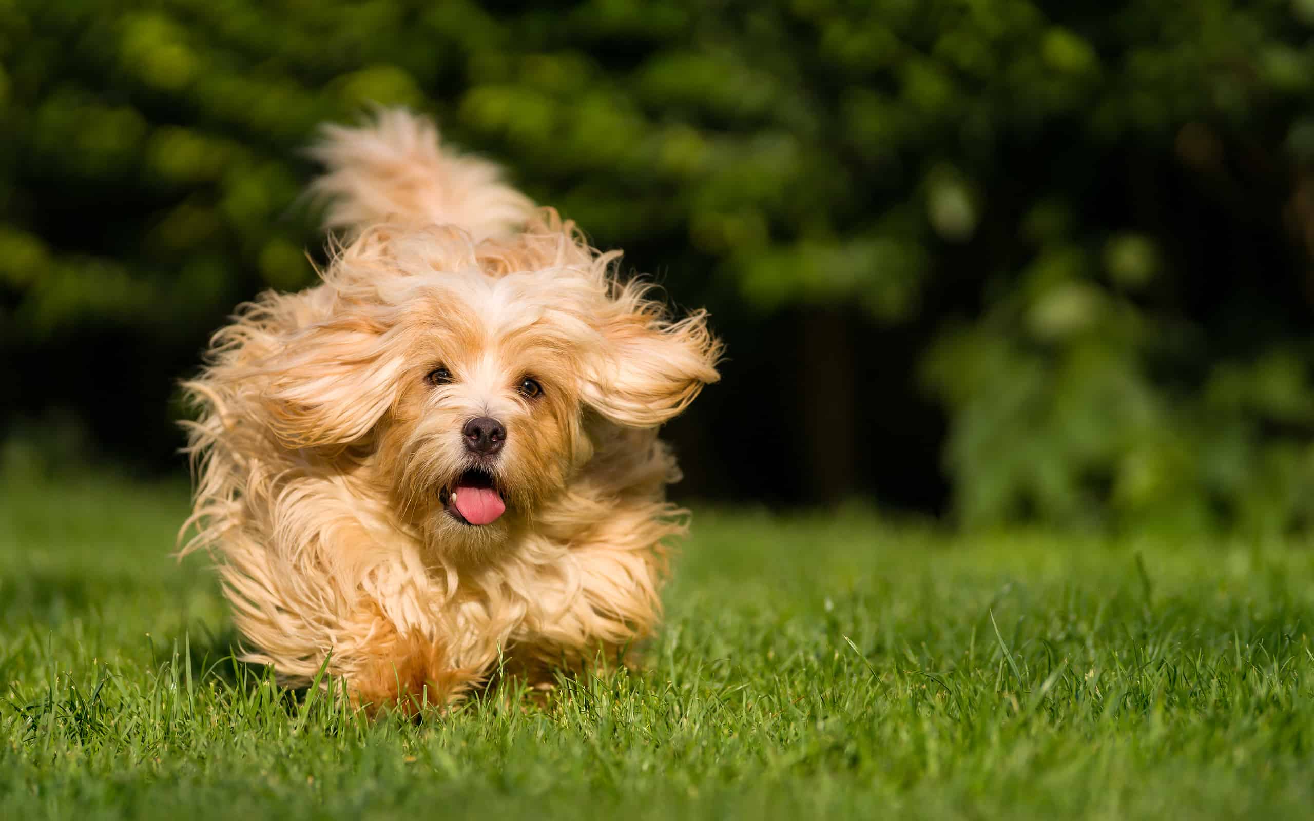 Felice cane havanese arancione che corre verso la telecamera nell'erba
