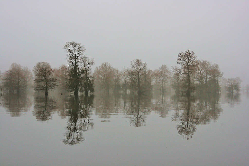 Cipresso riflesso