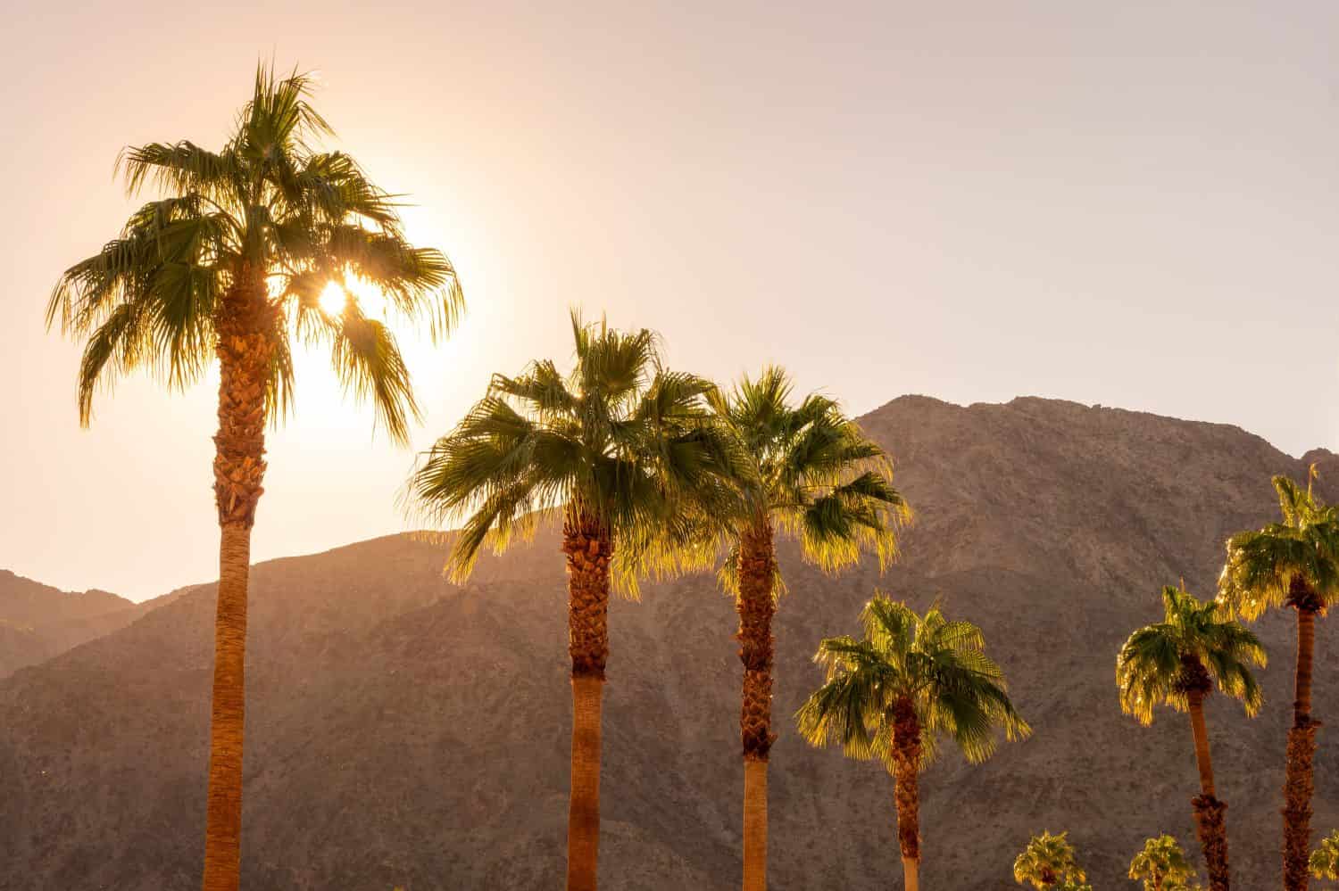 Palme e montagne del deserto al tramonto a Palm Springs, California