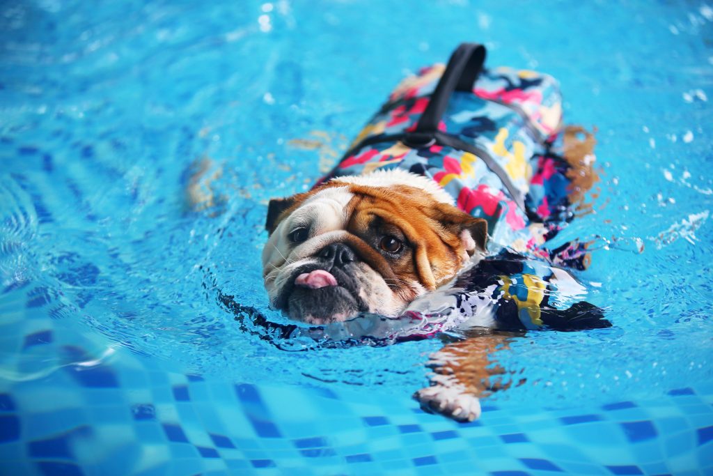 Bulldog inglese che indossa giubbotto di salvataggio e nuota in piscina.  Nuoto del cane.